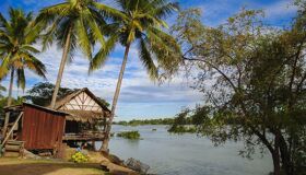 Don Khong Island coconuts and Mekong River, Laos